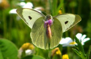 Byk Beyazmelek  (Pieris brassicae)