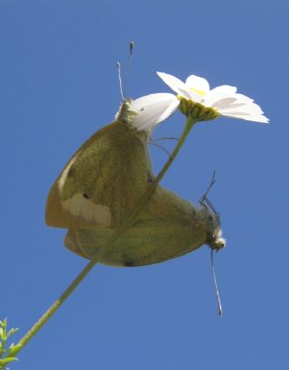 B�y�k Beyazmelek &nbsp;(Pieris&nbsp;brassicae)