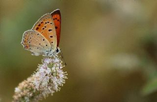 Anadolu Ate Gzeli (Lycaena asabinus)