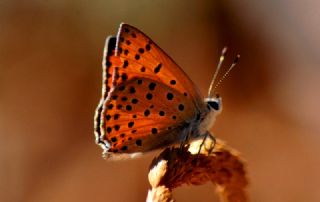 Alev Ategzeli (Lycaena kefersteinii)