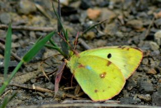 Gzel Azamet (Colias alfacariensis)