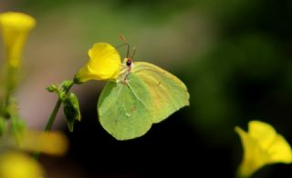 Kleopatra (Gonepteryx cleopatra)