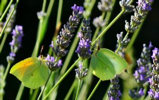 Kleopatra (Gonepteryx cleopatra)