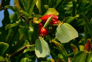 Kleopatra (Gonepteryx cleopatra)