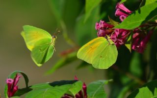 Kleopatra (Gonepteryx cleopatra)