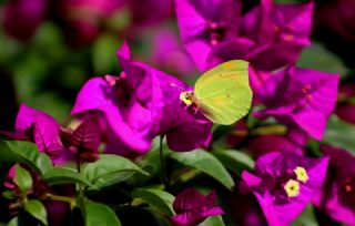 Kleopatra&nbsp;(Gonepteryx&nbsp;cleopatra)