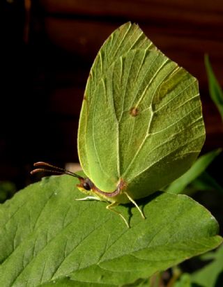 Kleopatra (Gonepteryx cleopatra)