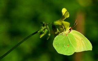 Kleopatra (Gonepteryx cleopatra)