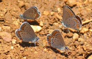 Doulu Esmergz (Plebejus carmon)