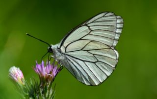 Al Beyaz (Aporia crataegi)