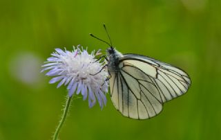 Al Beyaz (Aporia crataegi)