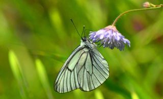 Al Beyaz (Aporia crataegi)