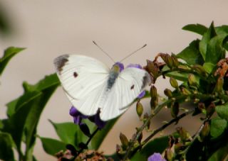 Kk Beyazmelek (Pieris rapae)