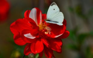 Kk Beyazmelek (Pieris rapae)