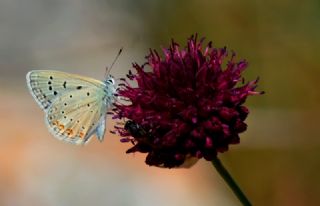 okgzl Kk Turan Mavisi (Polyommatus cornelius)