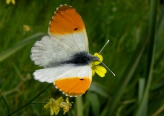 Turuncu Ssl (Anthocharis cardamines)