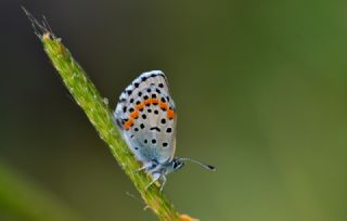 Bavius Mavisi (Pseudophilotes bavius)