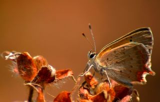 Benekli Bakr Gzeli (Lycaena phlaeas)