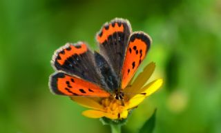 Benekli Bakr Gzeli (Lycaena phlaeas)