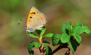 Benekli Bakr Gzeli (Lycaena phlaeas)