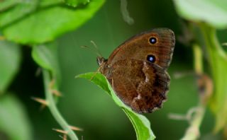 Kara Hayalet (Minois dryas)