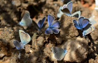 Anadolu Karagz Mavisi (Glaucopsyche astraea)