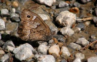 Anadolu Karamelei (Hipparchia fatua)