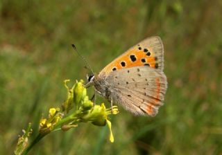 Benekli Bakr Gzeli (Lycaena phlaeas)