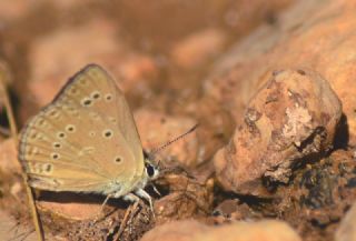 Anormal okgzl (Polyommatus admetus)