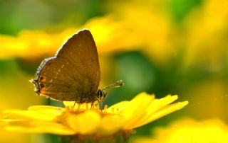 Minik Sevbeni (Satyrium acaciae)