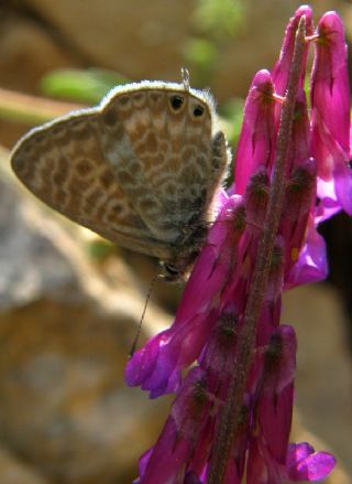 Mavi Zebra (Leptotes pirithous)