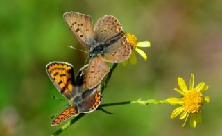 sli Bakr Gzeli (Lycaena tityrus)