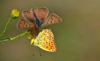 sli Bakr Gzeli (Lycaena tityrus)