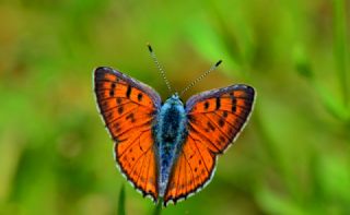 Byk Mor Bakr Gzeli (Lycaena alciphron)