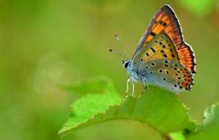 Byk Mor Bakr Gzeli (Lycaena alciphron)