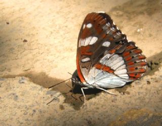 Akdeniz Hanmeli Kelebei (Limenitis reducta)