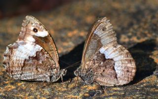 Byk Karamelek (Hipparchia syriaca)