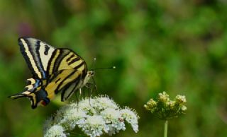 Kaplan Krlangkuyruk (Papilio alexanor)