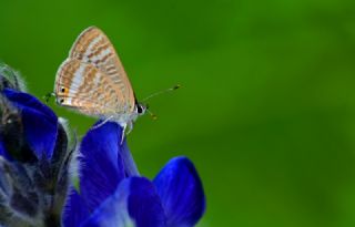 Lampides&nbsp;(Lampides&nbsp;boeticus)