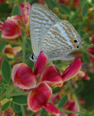 Lampides (Lampides boeticus)