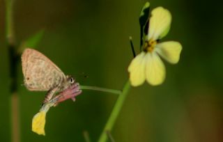 Mavi Zebra (Leptotes pirithous)