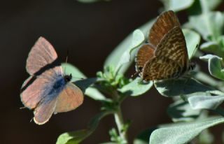 Mavi Zebra (Leptotes pirithous)