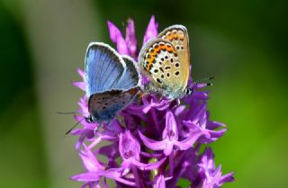 Gm Lekeli Esmergz (Plebejus argus)