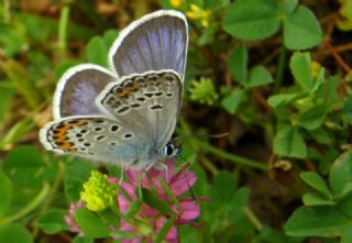 Gm Lekeli Esmergz (Plebejus argus)