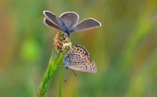 Gm Lekeli Esmergz (Plebejus argus)