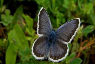 Gm Lekeli Esmergz (Plebejus argus)