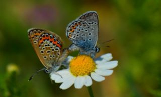 Gm Lekeli Esmergz (Plebejus argus)