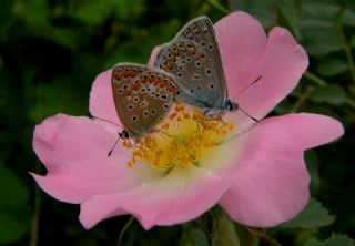 okgzl Mavi (Polyommatus icarus)