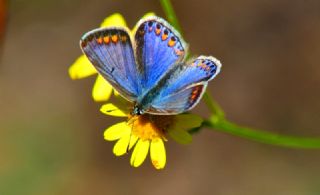 okgzl Mavi (Polyommatus icarus)