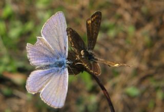 �okg�zl� Mavi&nbsp;(Polyommatus&nbsp;icarus)